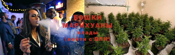 шишки Верея